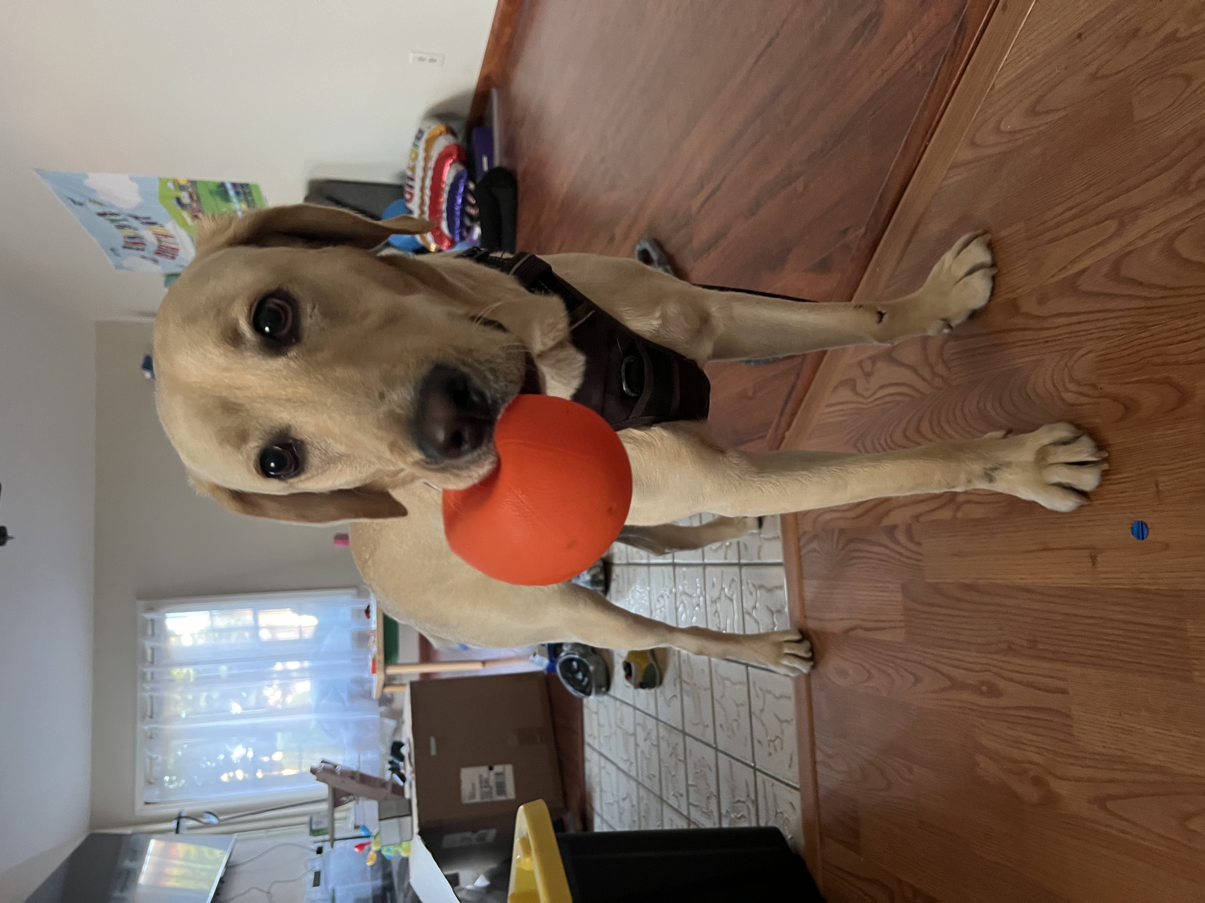 Labs Available from GGLRR Lab Rescue - or in the process of being adopted