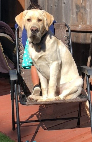 Labs Available from GGLRR Lab Rescue - or in the process of being adopted