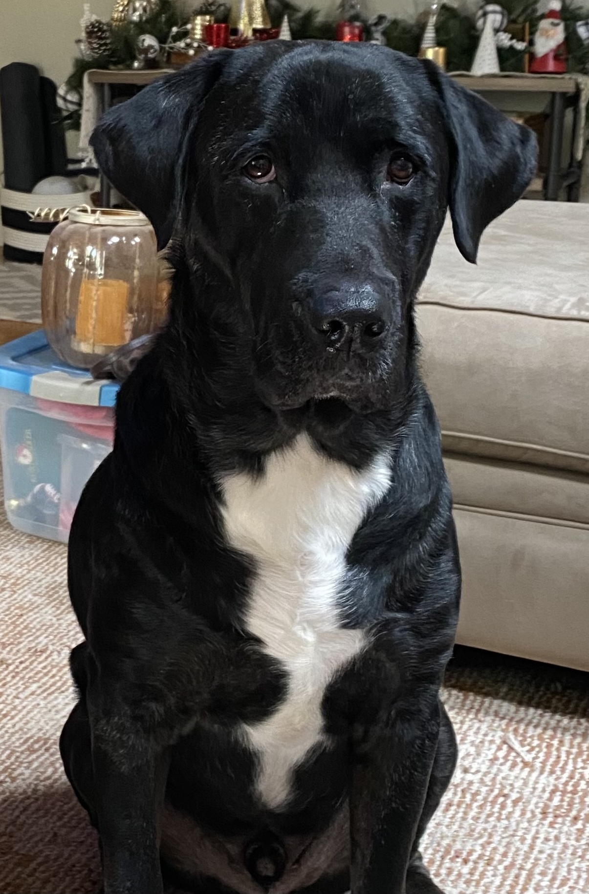 Labs Available from GGLRR Lab Rescue or in the process of being adopted