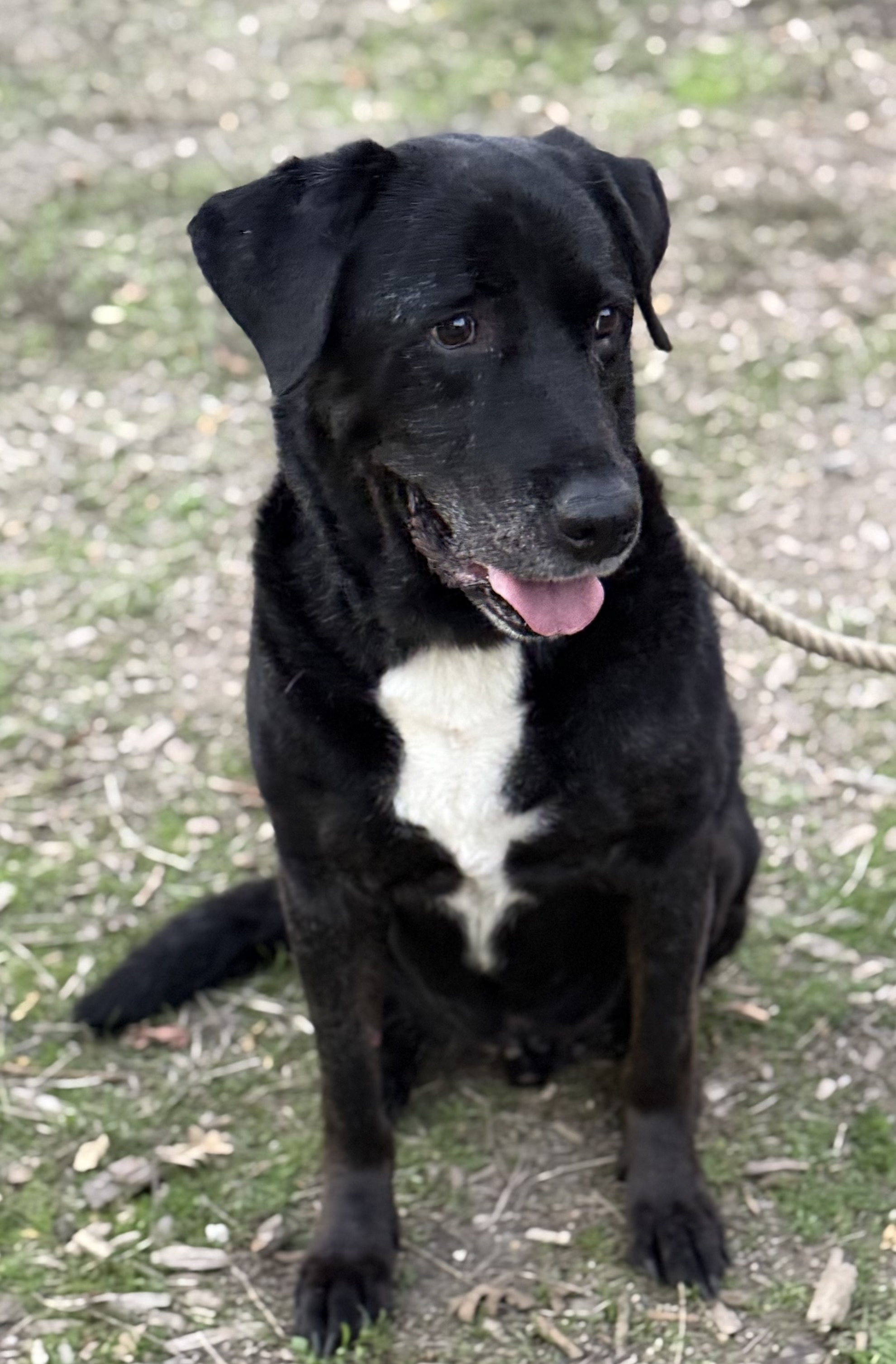 Labs Available from GGLRR Lab Rescue or in the process of being adopted