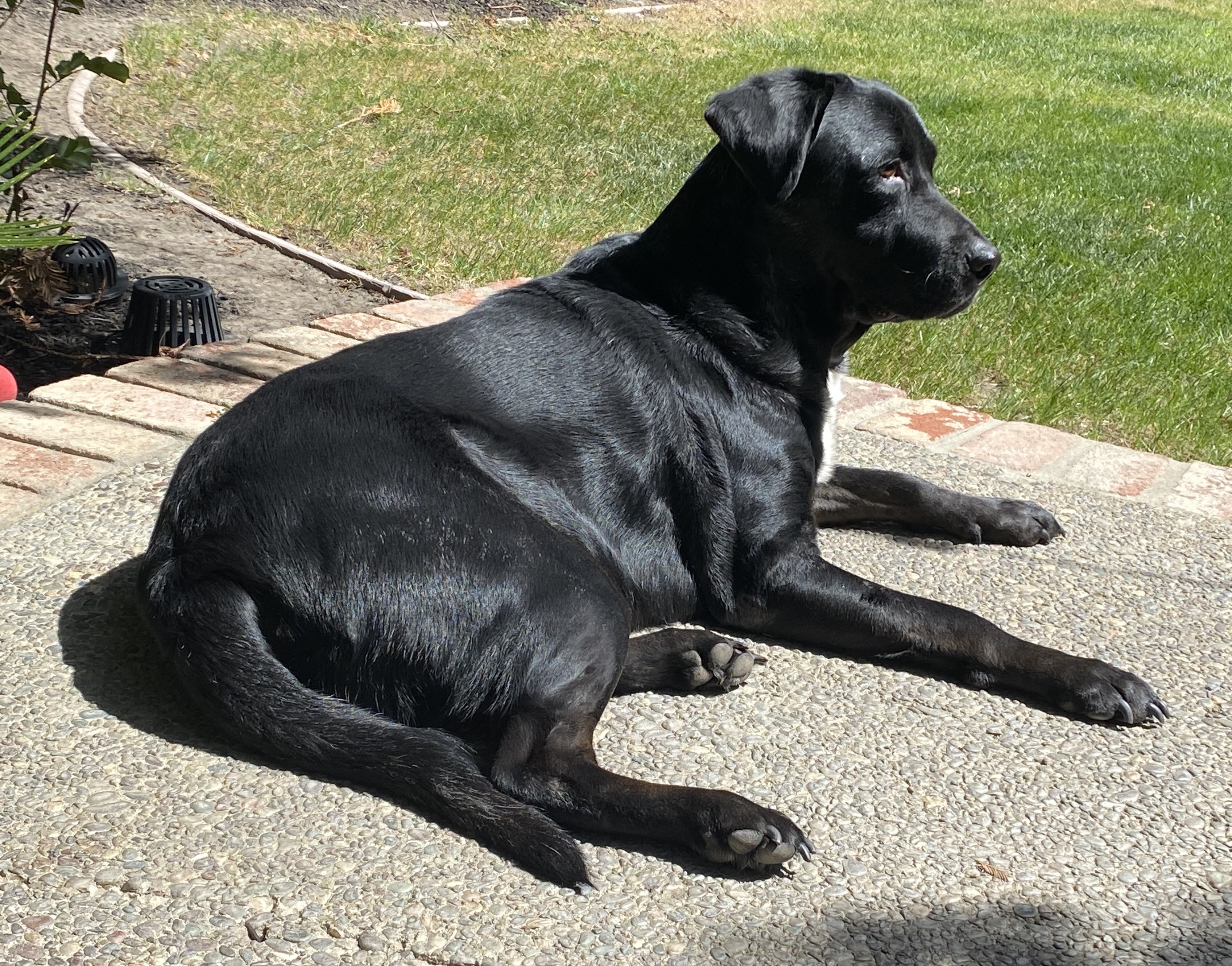 Labs Available from GGLRR Lab Rescue or in the process of being adopted