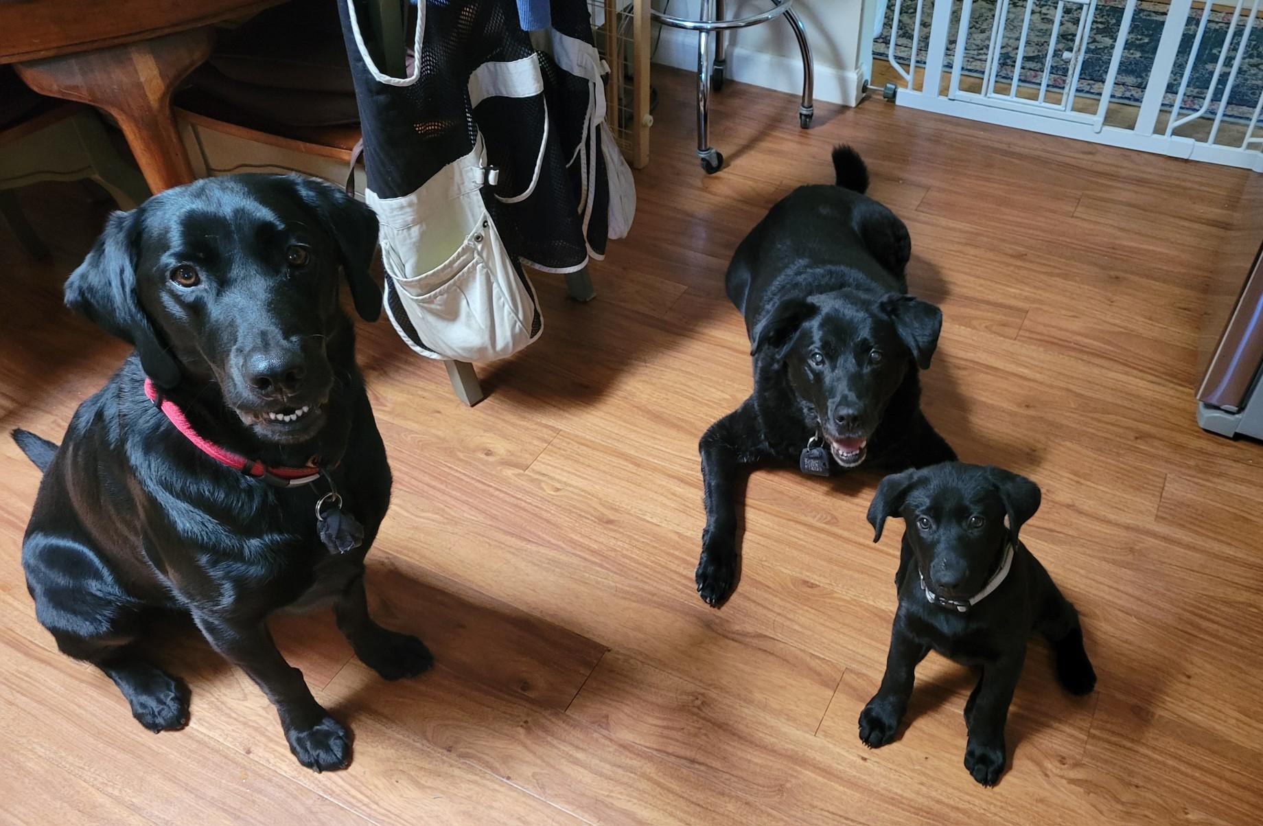 Labs Available from GGLRR Lab Rescue - or in the process of being adopted