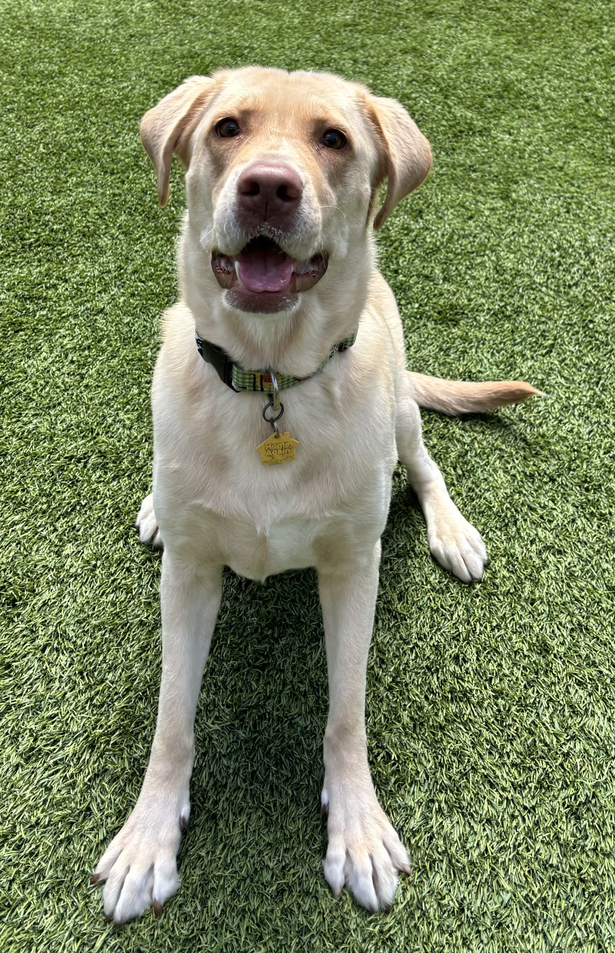 Rescue Roo Labs Available from GGLRR Lab Rescue - or in the process of being adopted