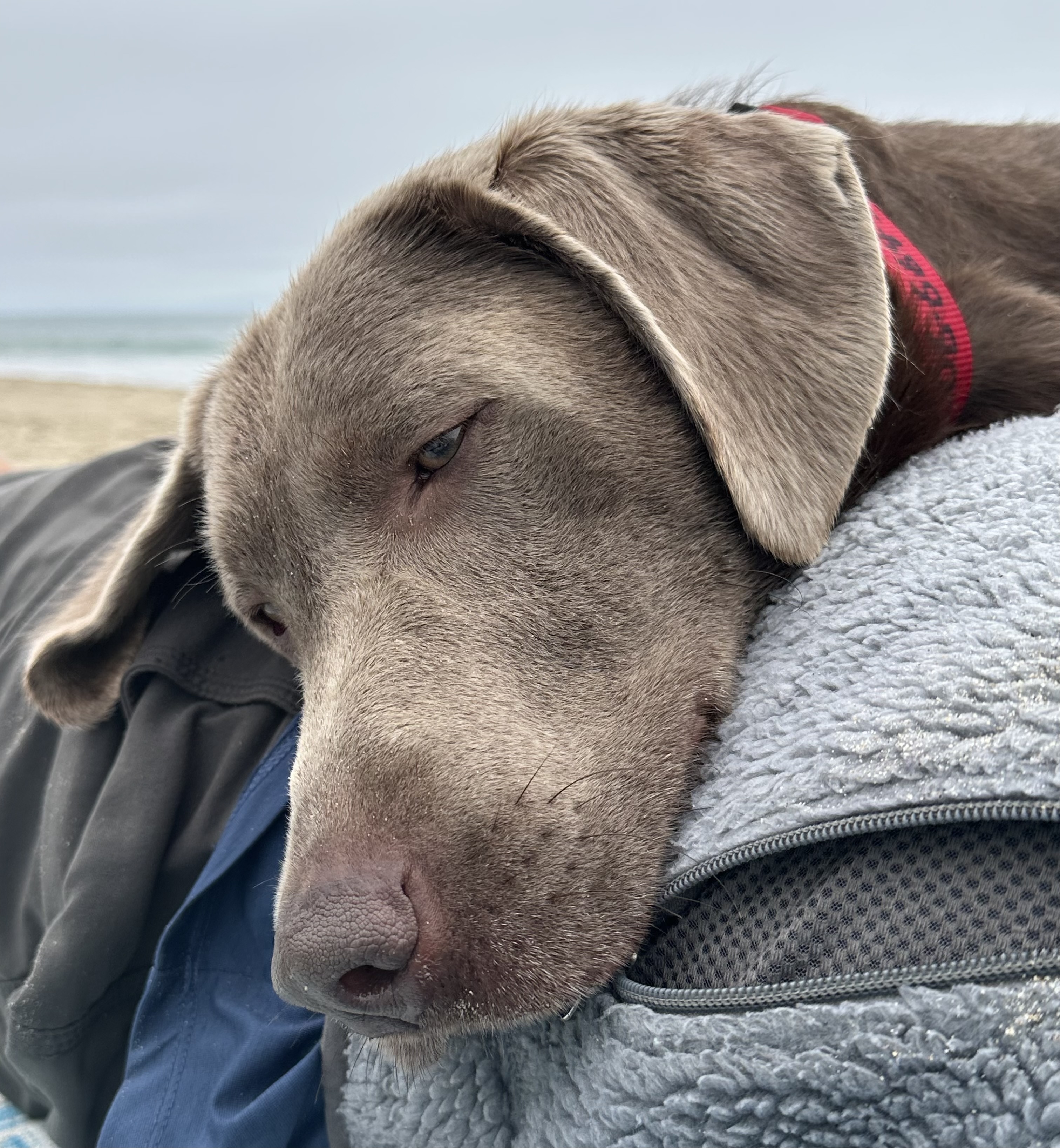 Silver Lab Skin Rescue Labs Available from GGLRR Lab Rescue - or in the process of being adopted